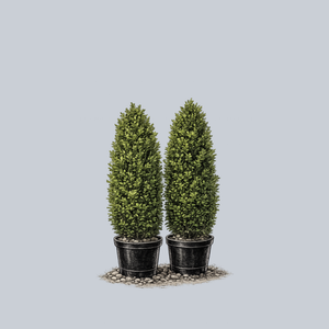 Green Pillar Boxwood