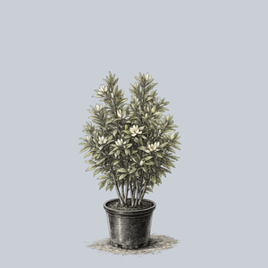 Green Shadow Sweetbay Magnolia