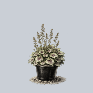 Green Spice Coral Bells