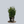 Load image into Gallery viewer, Green Spire Euonymus

