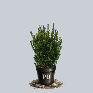 Green Spire Euonymus