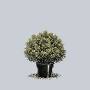 Green Twist Eastern White Pine