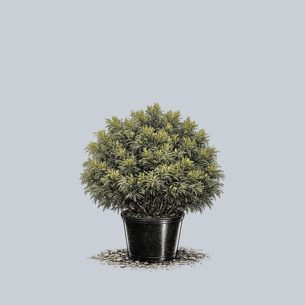 Green Twist Eastern White Pine