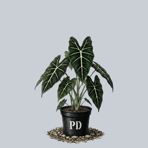 Green Velvet Alocasia