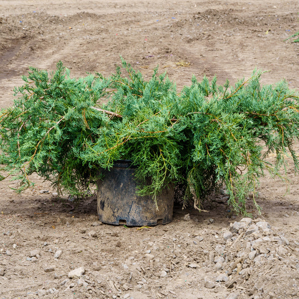 Grey Owl Juniper - Juniper - Conifers