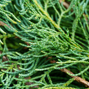 Grey Owl Juniper