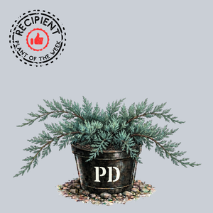Grey Owl Juniper