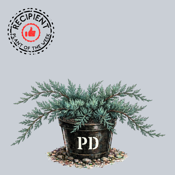 Grey Owl Juniper