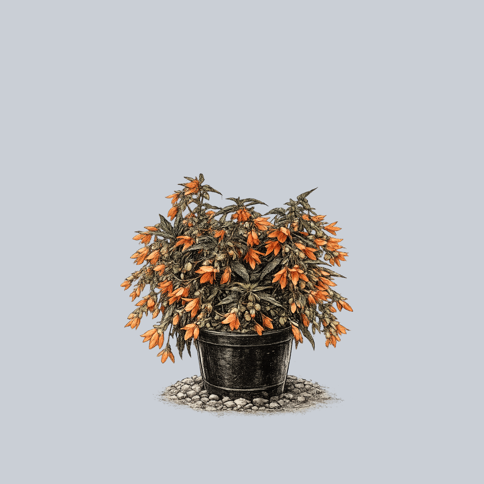 Groovy Orange Begonia – Plant Detectives