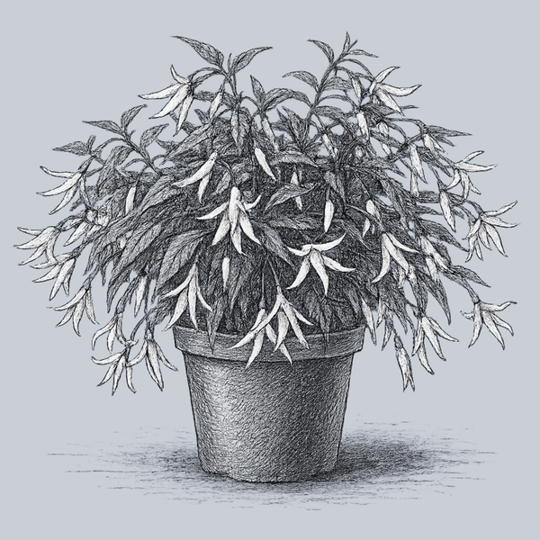 Groovy White Begonia