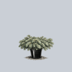 Ground Hugger Eastern White Pine