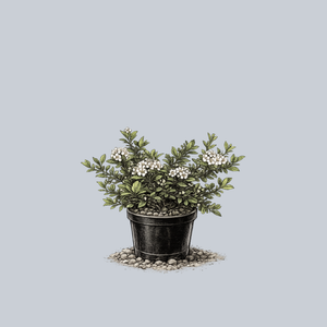 Ground Hug Black Chokeberry