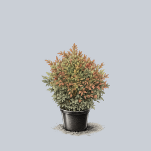 Gulf Stream Heavenly Bamboo