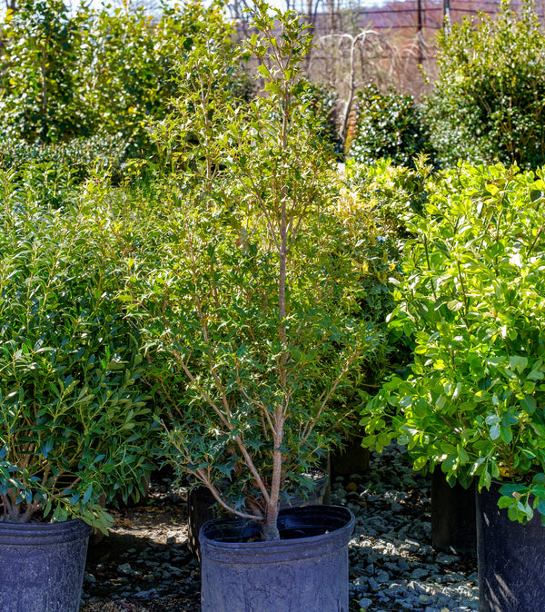 Gulf Tide Osmanthus - Other Shrubs - Shrubs