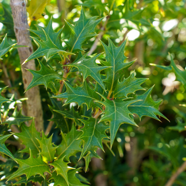 Gulf Tide Osmanthus - Other Shrubs - Shrubs