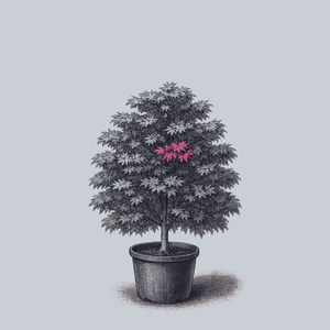 Gwen's Rose Delight Japanese Maple