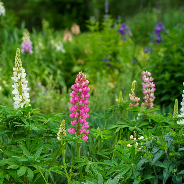 Gallery Mix Lupine
