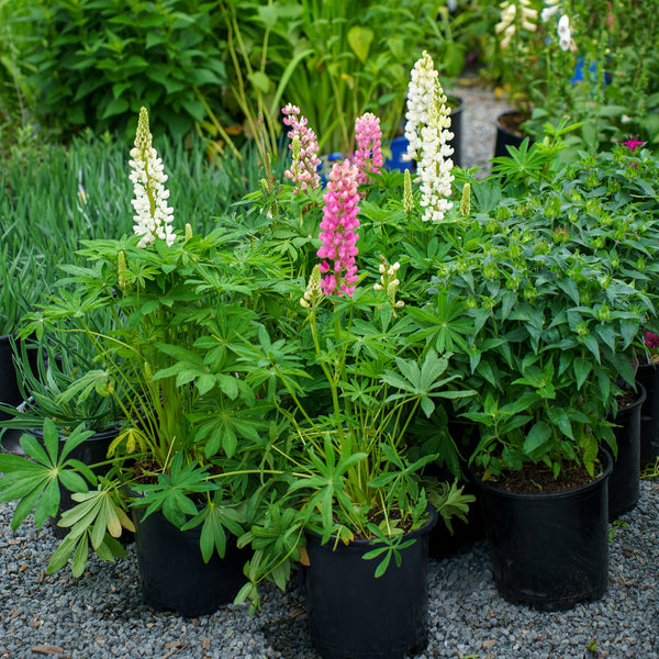 Gallery Mix Lupine