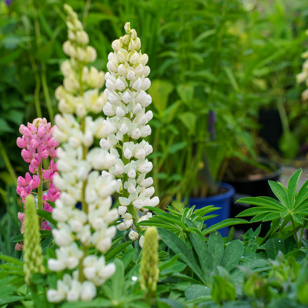Gallery Mix Lupine