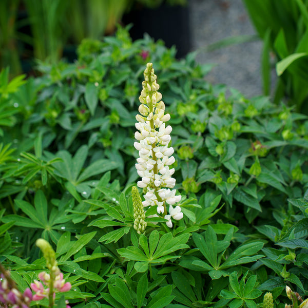 Gallery Mix Lupine