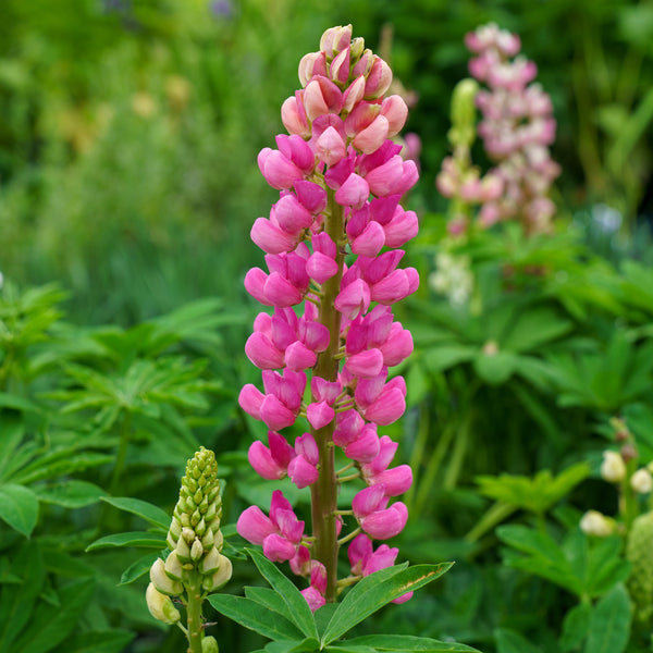 Gallery Mix Lupine
