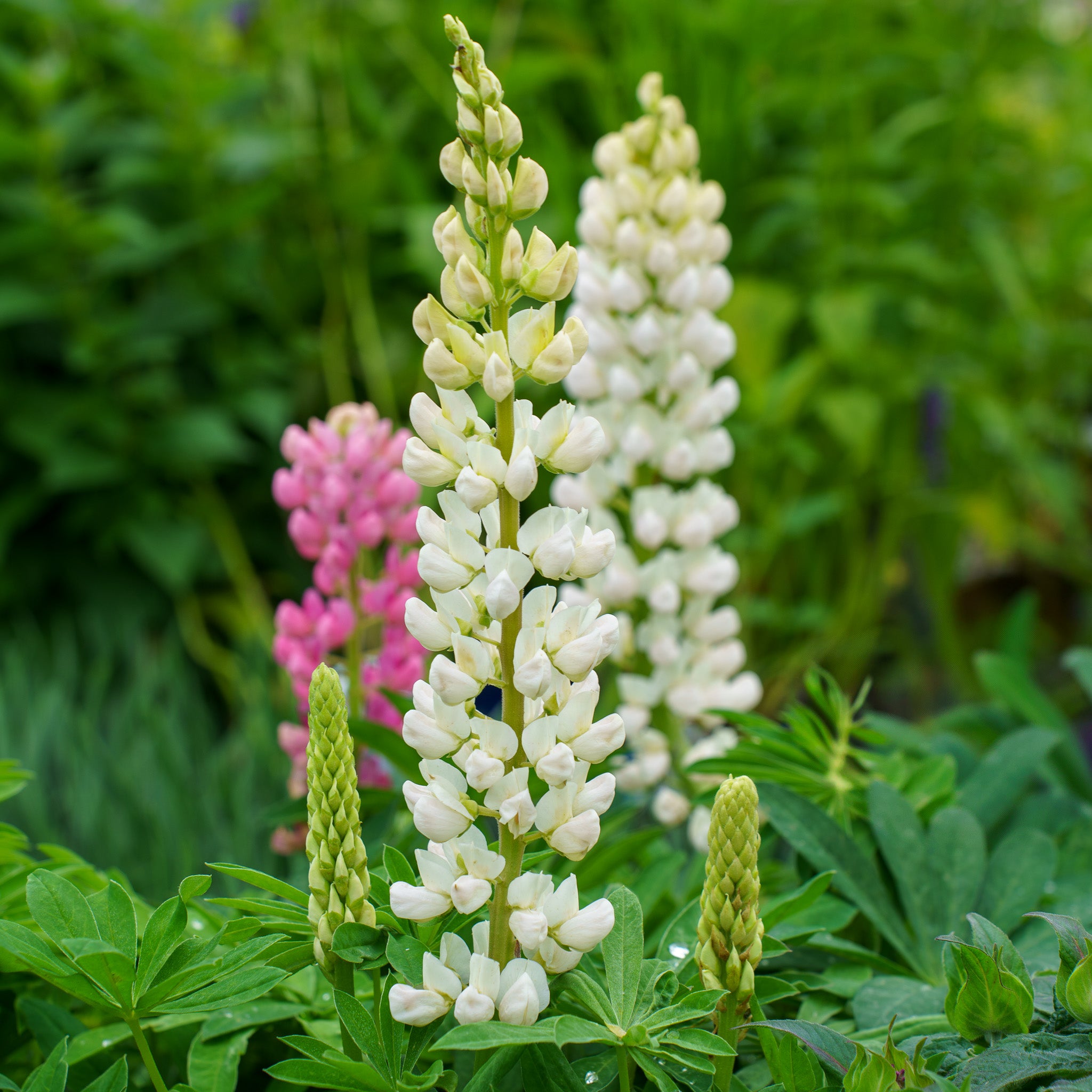 Gallery Mix Lupine – Plant Detectives