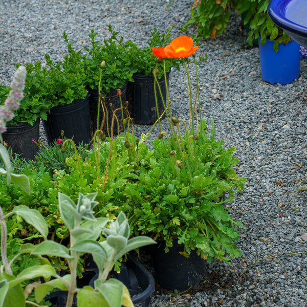 Garden Gnome Iceland Poppy