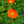 Load image into Gallery viewer, Garden Gnome Iceland Poppy
