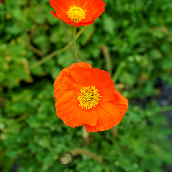 Garden Gnome Iceland Poppy