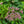 Load image into Gallery viewer, Gateway Joe Pye Weed
