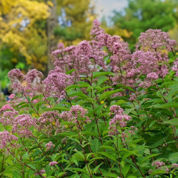 Gateway Joe Pye Weed