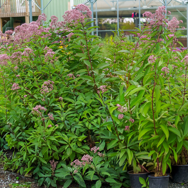 Gateway Joe Pye Weed