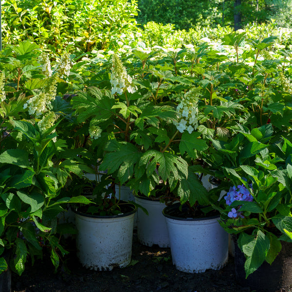 Gatsby Gal Oakleaf Hydrangea