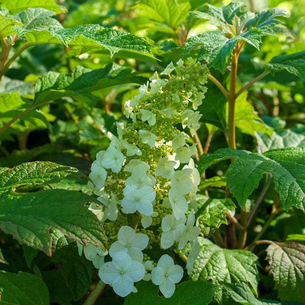 Gatsby Gal Oakleaf Hydrangea