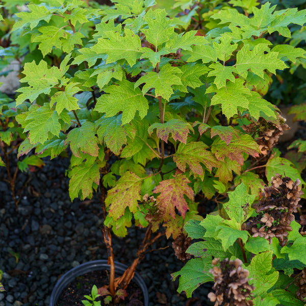 Gatsby Gal Oakleaf Hydrangea