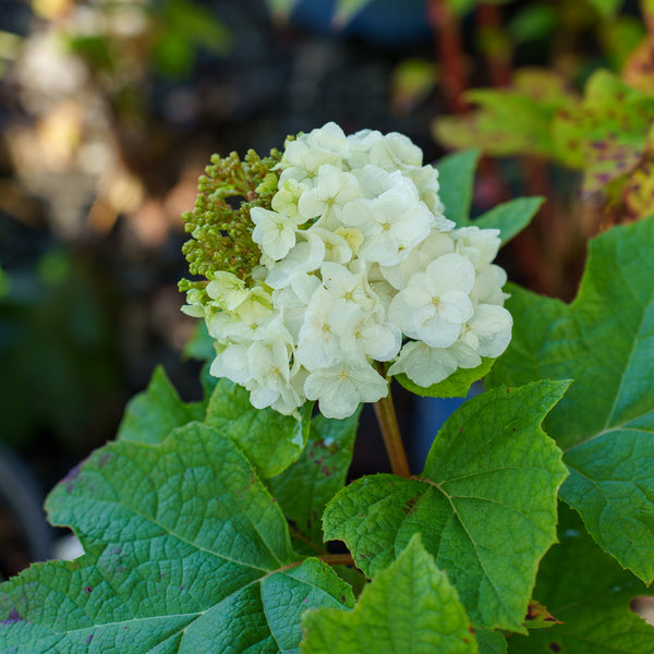 Gatsby Moon Oakleaf Hydrangea