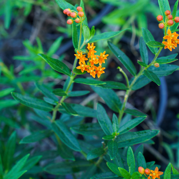 Gay Butterflies Milkweed