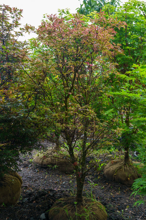 Geisha Gone Wild Japanese Maple