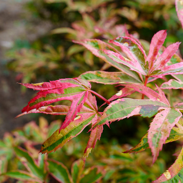 Geisha Gone Wild Japanese Maple