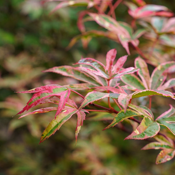 Geisha Gone Wild Japanese Maple