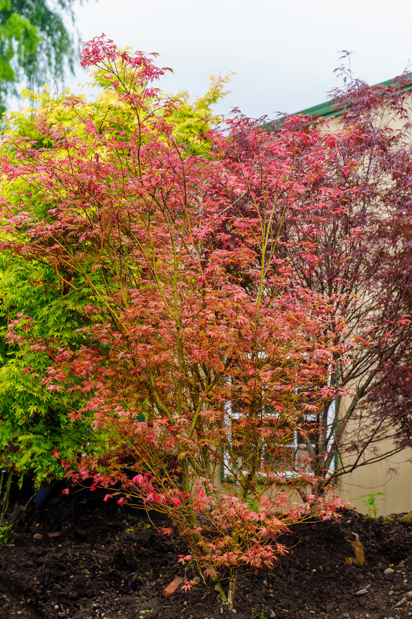 Geisha Gone Wild Japanese Maple