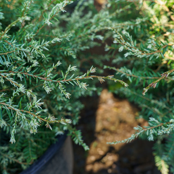 Gentsch White Hemlock