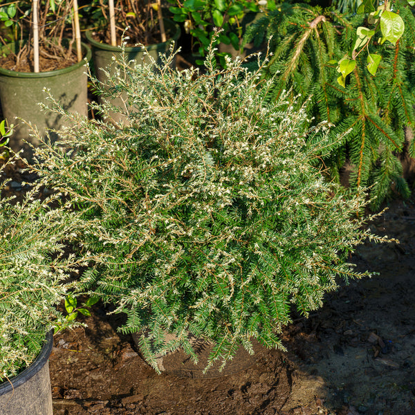 Gentsch White Hemlock