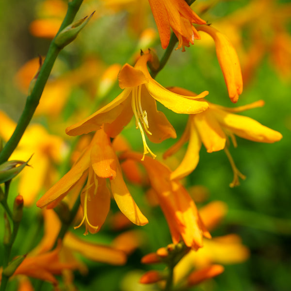 George Davidson Crocosmia