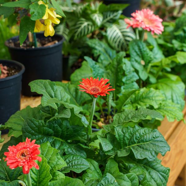 Gerbera Daisies