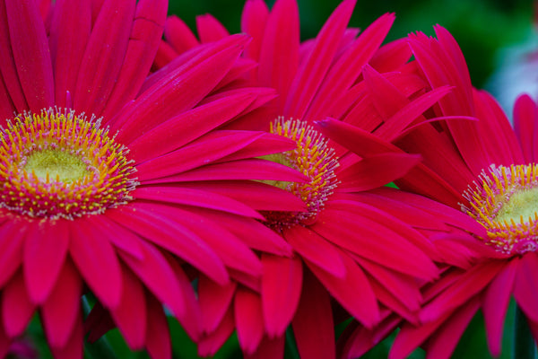 Gerbera Daisies