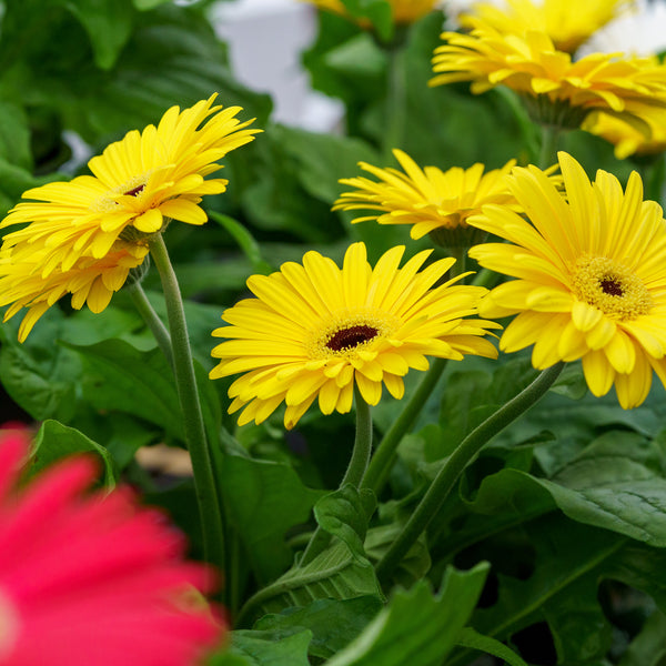 Gerbera Daisies