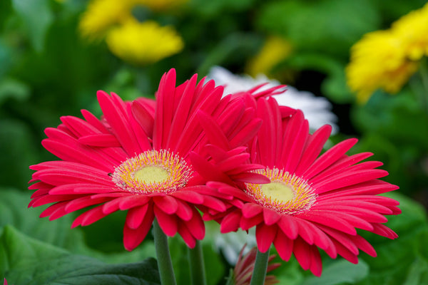 Gerbera Daisies