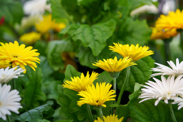 Gerbera Daisies