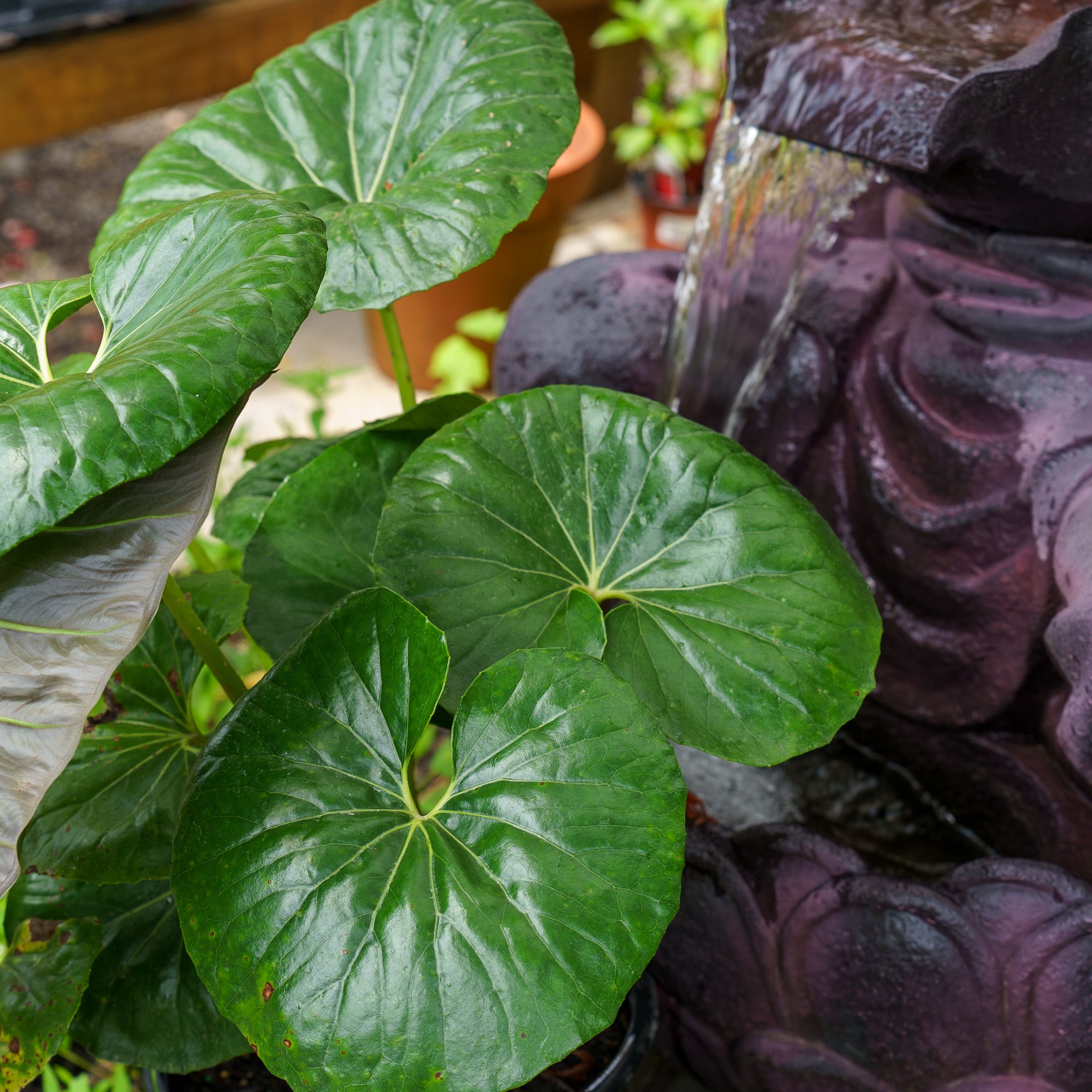 giant leopard plant seeds Giant Leopard Plant – Plant Detectives
